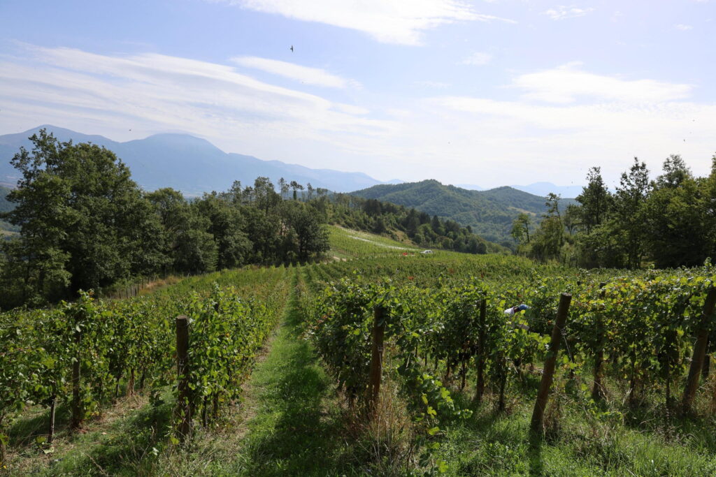 Θα πούμε το κρασί