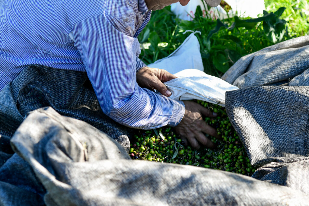 Ελαιοκομικό μητρώο: Υπόχρεοι και όσοι δε μαζεύουν ελιές